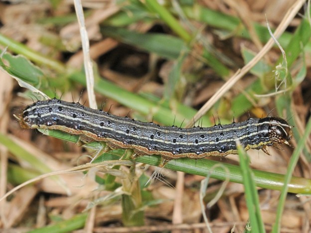 Fall armyworm.